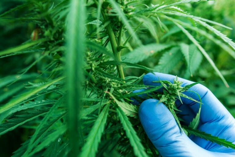 Scientist examining development of Cannabis sativa plant